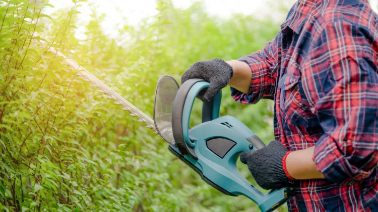 Using Hedge Trimmers to Prune Shrubs