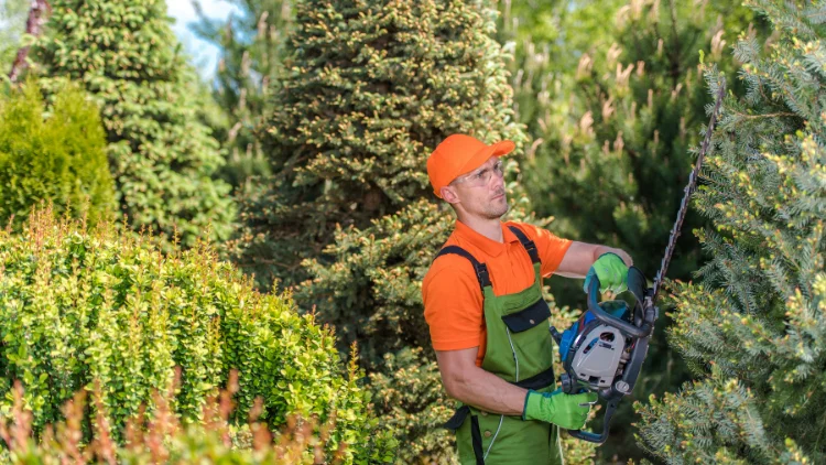 Using Hedge Trimmers to Prune Softwood Plants